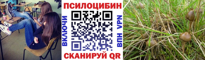 Псилоцибиновые грибы Psilocybine cubensis продажа наркотиков Новый Уренгой